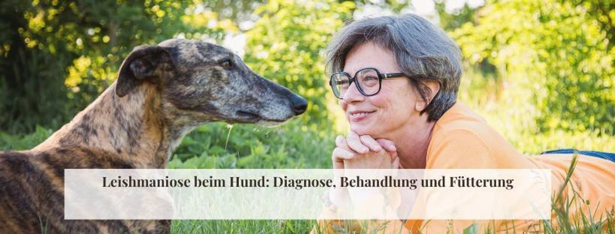 Leishmaniose beim Hund: Diagnose, Behandlung und Fütterung