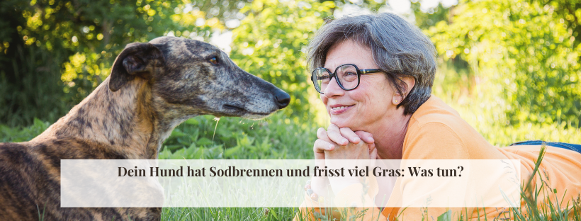 Dein Hund hat Sodbrennen und frisst viel Gras: Was tun?